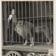 Circus_341_square